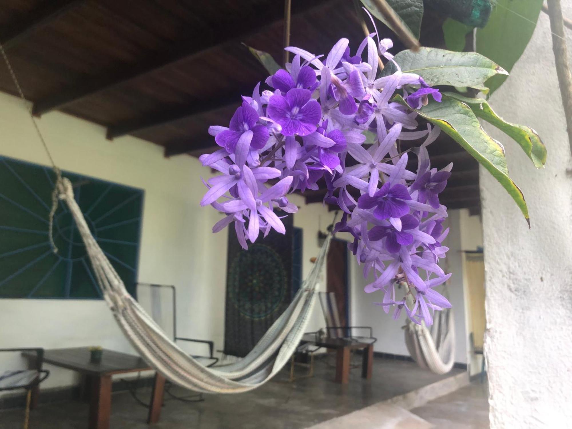 El Pargo Feliz Hotel Montezuma Eksteriør billede